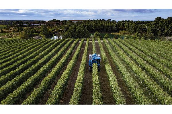 New Holland presenta la recolectora Braud 11.90 X Multi para plantaciones superintensivas